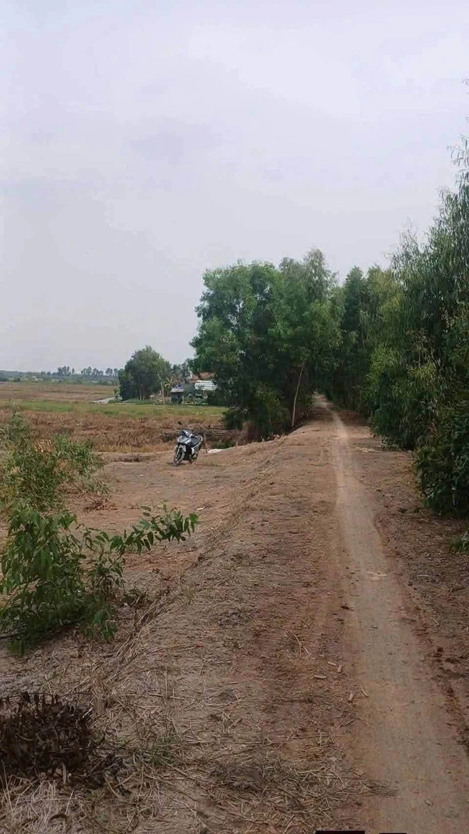 Bán 23 công đất lúa Thạnh Phước Long An - Ảnh thu nhỏ 2