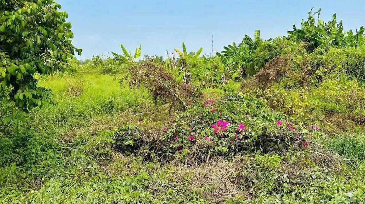 Bán đất 12x33m (396m²) Tân An Long An, 2.6 tỷ - Ảnh thu nhỏ 3