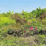 Bán đất 12x33m (396m²) Tân An Long An, 2.6 tỷ - Ảnh thu nhỏ 3