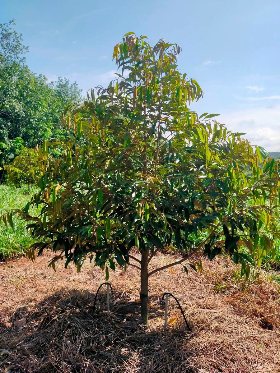 Bán đất 200m² xã Phú Nghĩa, TP Đồng Nai, 3 tỷ - Ảnh thu nhỏ 5