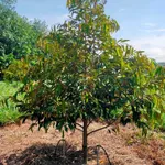 Bán đất 200m² xã Phú Nghĩa, TP Đồng Nai, 3 tỷ - Ảnh thu nhỏ 5