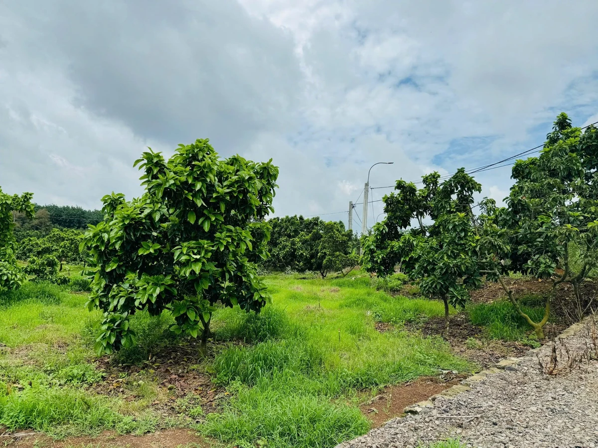 Bán đất 8000m² mặt tiền Tín Nghĩa, Bình Lộc, Đồng Nai - Ảnh thu nhỏ 2