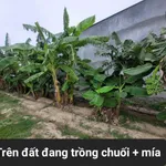 Bán đất thổ cư 240m² Long Bình Khánh Hòa - Ảnh thu nhỏ 1