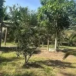 Nhà vườn rộng 1.411m2 với vườn cây ăn trái tại An Điền - Ảnh thu nhỏ 4
