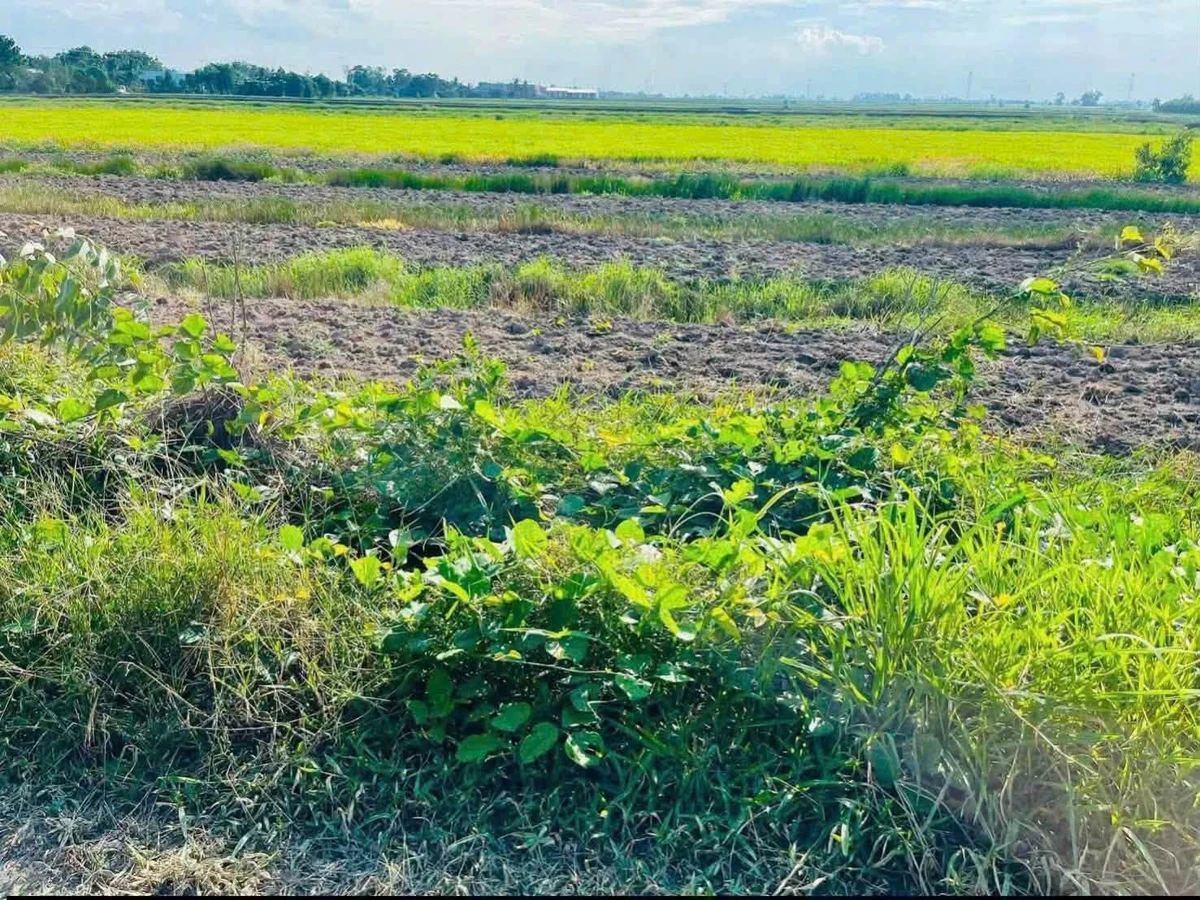 Bán đất lúa 1200m² Thủy Đông Thạnh Hóa Long An 429 triệu - Ảnh thu nhỏ 2