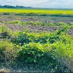 Bán đất lúa 1200m² Thủy Đông Thạnh Hóa Long An 429 triệu - Ảnh thu nhỏ 2