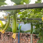 Bán nhà 2PN 110m² gần chợ Lệ Trạch, 1 tỷ 3 - Ảnh thu nhỏ 3