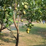 Bán nhà vườn Đồ Sơn Hải Phòng 2500m² giá 3.3 tỷ - Ảnh thu nhỏ 2
