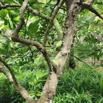 Bán đất Phú Túc Châu Thành Vĩnh Long 1,7 công - Ảnh thu nhỏ 4