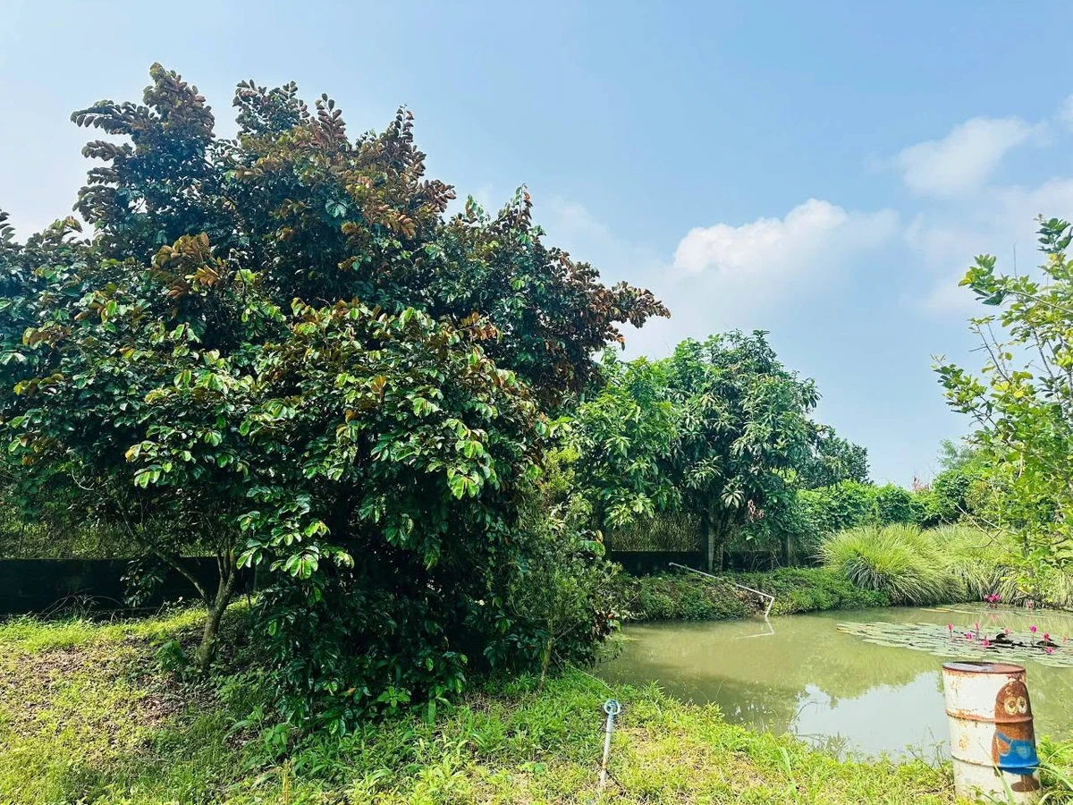 Bán nhà vườn 2335m2 với hồ bơi, Đồng Nai - Ảnh thu nhỏ 4