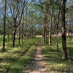 Bán 10 ha đất nông nghiệp Kon Tum, giá rẻ, 600m mặt tiền - Ảnh thu nhỏ 1