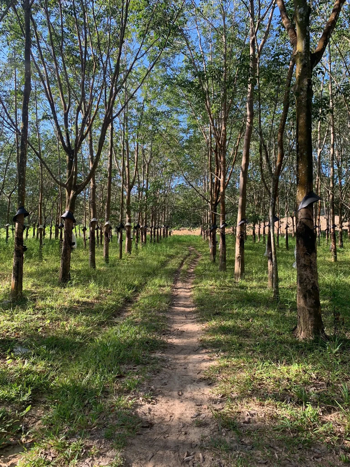 Bán 10 ha đất nông nghiệp Kon Tum, giá rẻ, 600m mặt tiền - Ảnh 1