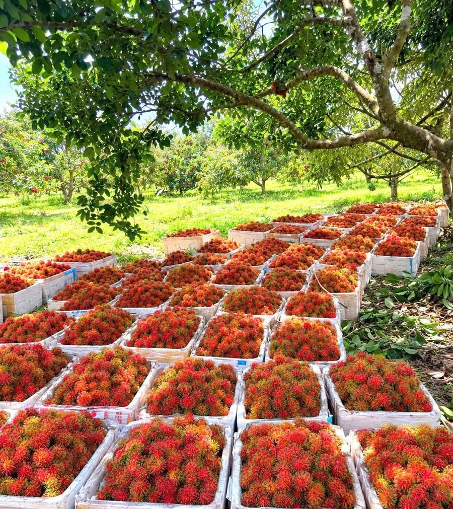 Bán đất nông nghiệp 25.000m2 Nam Cát Tiên, Đồng Nai - Ảnh thu nhỏ 3
