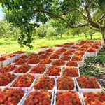 Bán đất nông nghiệp 25.000m2 Nam Cát Tiên, Đồng Nai - Ảnh thu nhỏ 3