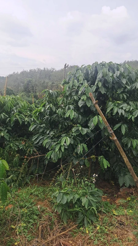 Bán đất 2ha Đắk Nông Thôn 3 Đắk Hà 4,5 tỷ