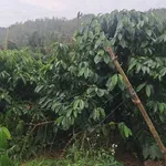 Bán đất 2ha Đắk Nông Thôn 3 Đắk Hà 4,5 tỷ - Ảnh thu nhỏ 1