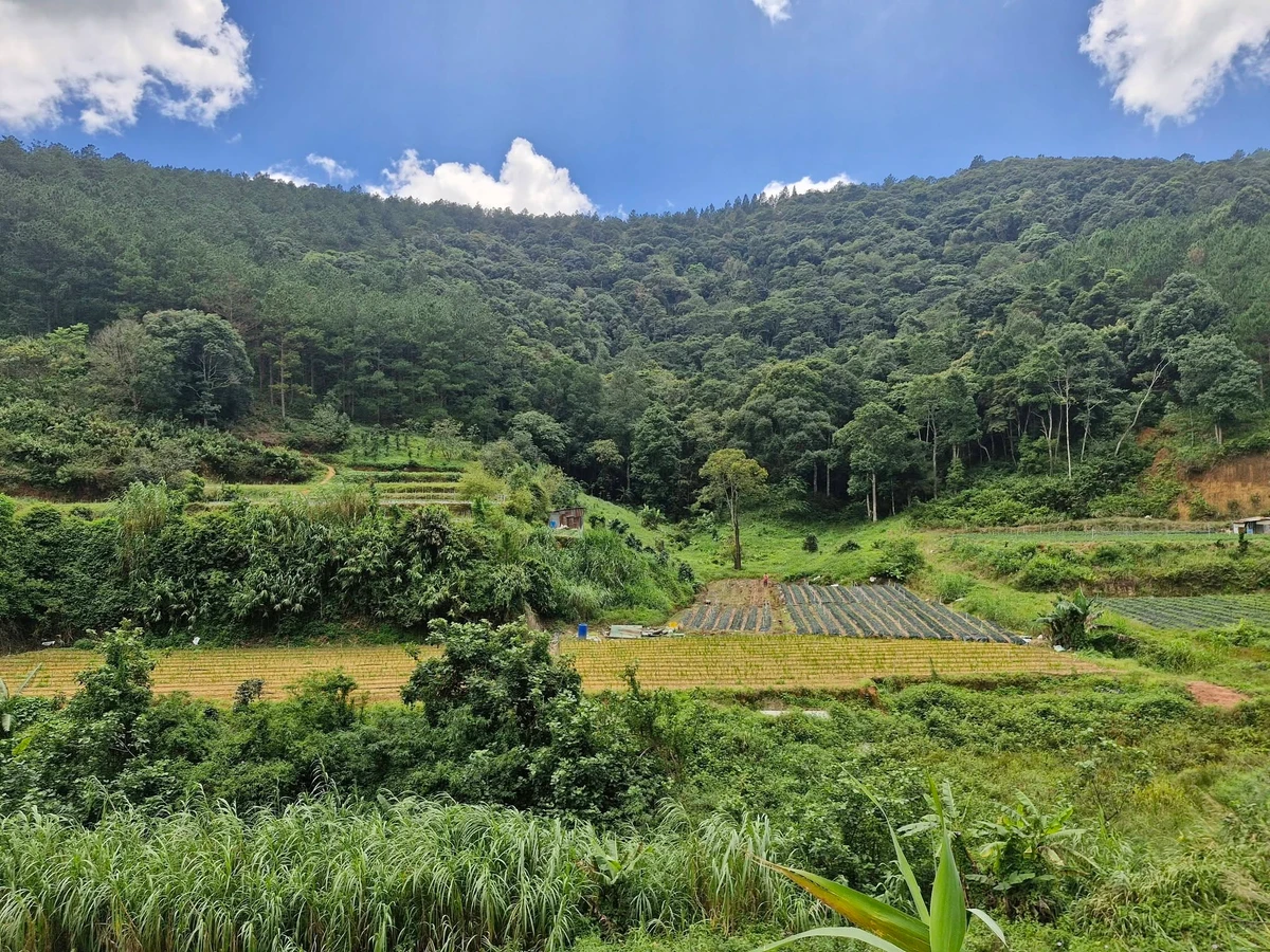 Bán đất vườn An Sơn Đà Lạt 13.000m² giá 11,3 tỷ - Ảnh thu nhỏ 2