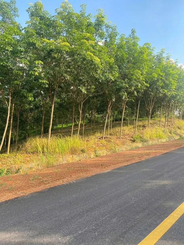 Bán 1,1ha đất cao su 4 năm, 200m mặt đường nhựa, Phước Tân, Phú Riềng, Bình Phước
