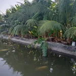 Bán nhà vườn 3.600 m² Kiến Thụy, Hải Phòng - Ảnh thu nhỏ 3