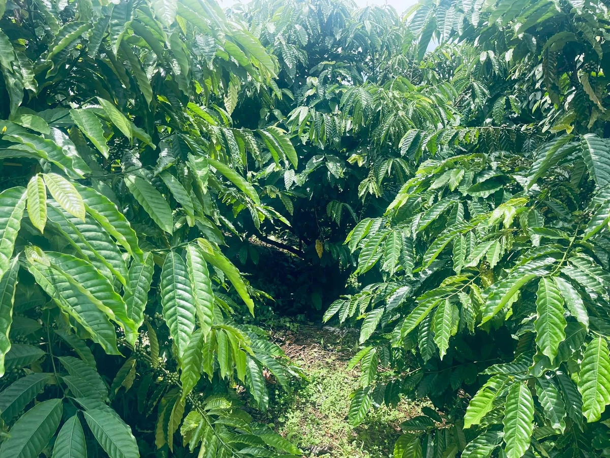 Bán đất vườn cà phê 2.2 ha ở Đắk Nông - Ảnh thu nhỏ 2