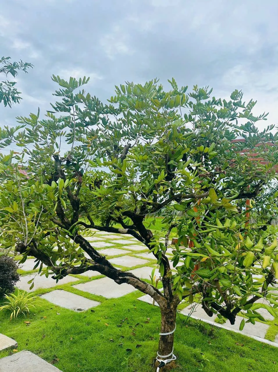 Nhà vườn 1800m² giá 2,2 tỷ gần Phan Thiết - Ảnh 1