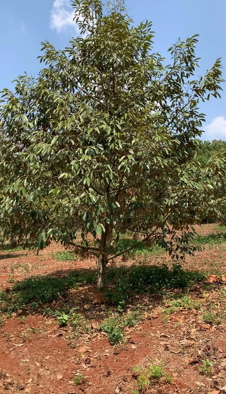 Bán 1ha đất sầu riêng Phước Tân, Bình Phước - 3 tỷ