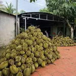 Bán đất nông nghiệp 25.000m2 Nam Cát Tiên Đồng Nai, 450 cây sầu riêng - Ảnh thu nhỏ 2