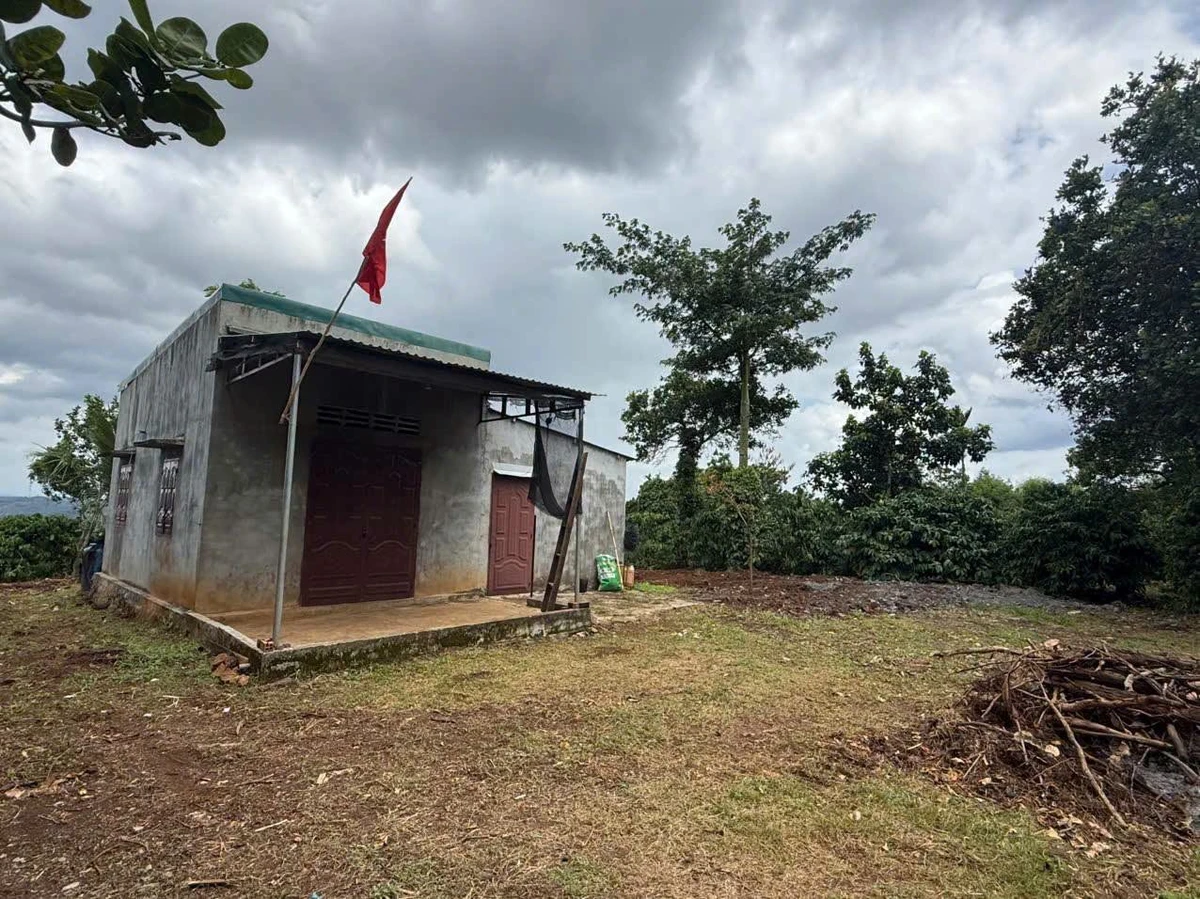 Bán 1,8 hectare rẫy cà phê tiêu Đắk Mil 3,5 tỷ - Ảnh thu nhỏ 2