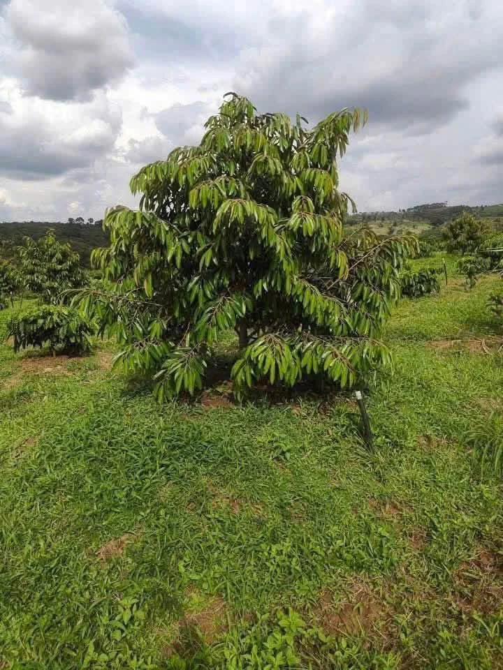 Bán đất 8 hectare sầu riêng Bình Phước 1 tỷ 8 - Ảnh 1