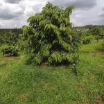 Bán đất 8 hectare sầu riêng Bình Phước 1 tỷ 8 - Ảnh thu nhỏ 1