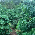 Bán 5,7 ha đất vườn cà phê có sổ hồng tại xã Đăk Mil, Lâm Đồng - Ảnh thu nhỏ 1