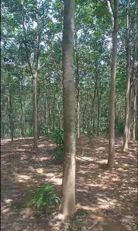 Bán gần 1,7ha đất vườn cao su đang thu hoạch, giá 2,8 tỷ tại Đồng Tiến, Bình Phước