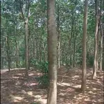 Bán gần 1,7ha đất vườn cao su đang thu hoạch, giá 2,8 tỷ tại Đồng Tiến, Bình Phước - Ảnh thu nhỏ 1