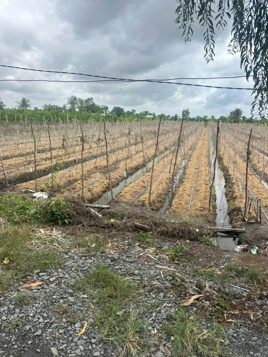 Bán đất 1052m2 loại HNK mặt tiền kênh, view sông tại xã Tân Thành, Thủ Thừa - Ảnh 1