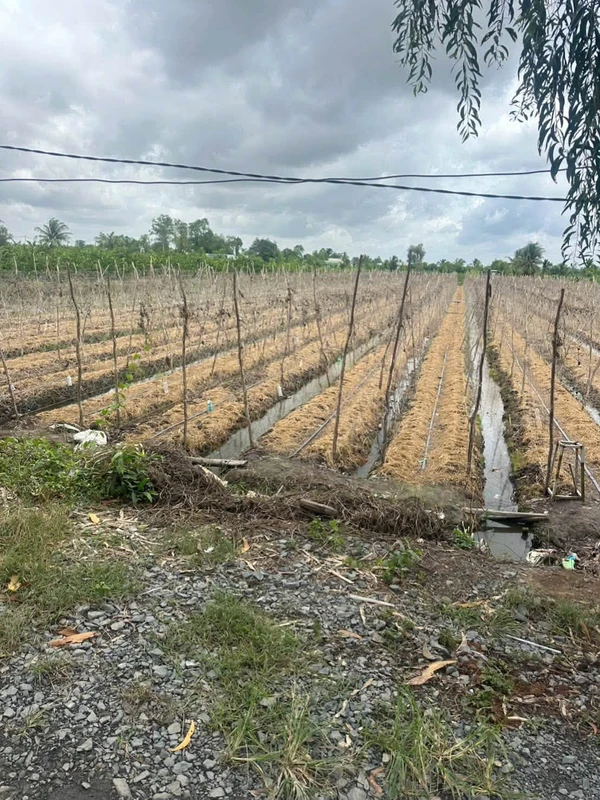 Bán đất 1052m2 loại HNK mặt tiền kênh, view sông tại xã Tân Thành, Thủ Thừa