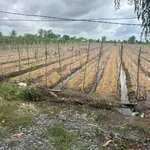 Bán đất 1052m2 loại HNK mặt tiền kênh, view sông tại xã Tân Thành, Thủ Thừa - Ảnh thu nhỏ 1