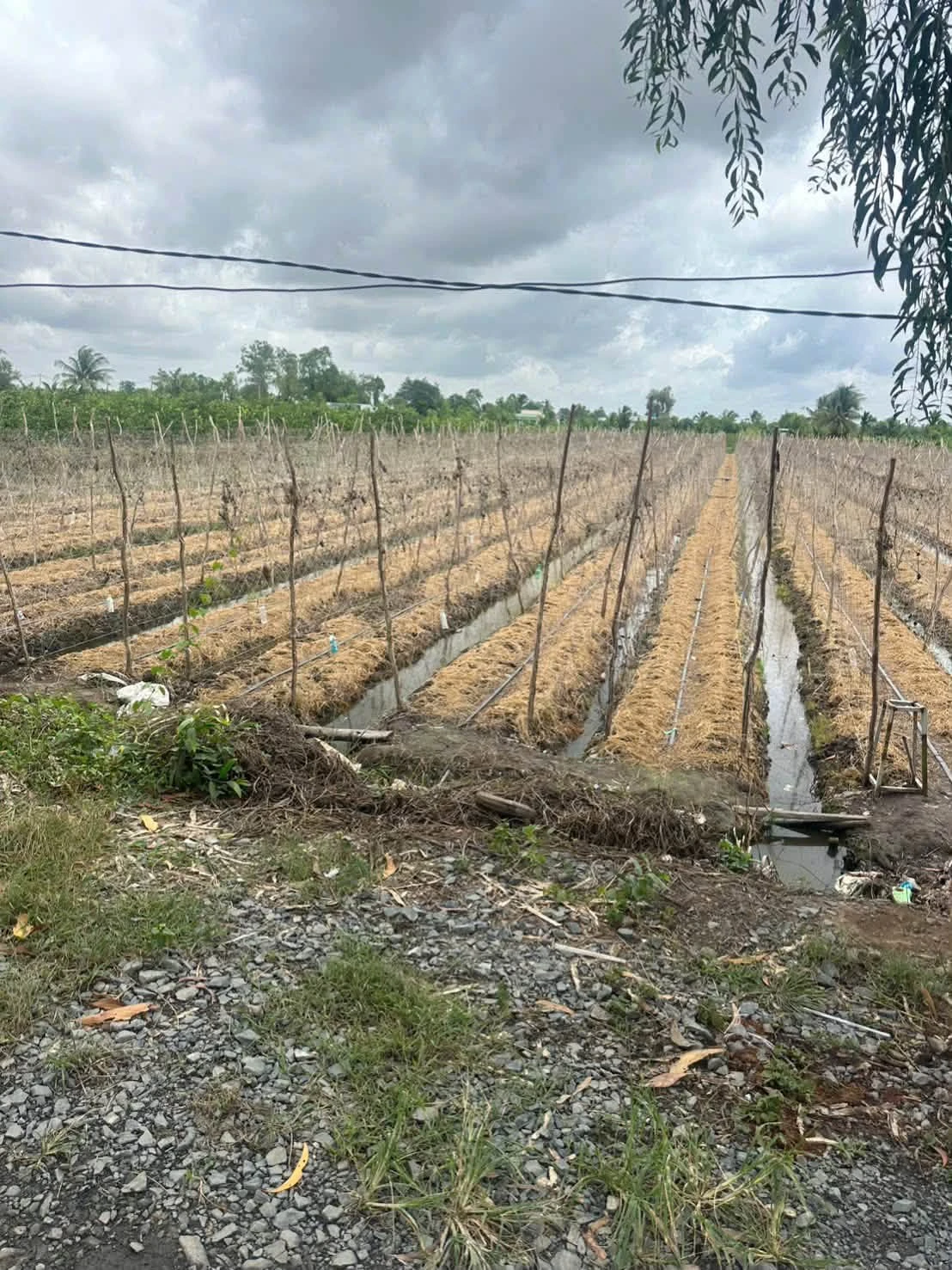 Bán đất 1052m2 loại HNK mặt tiền kênh, view sông tại xã Tân Thành, Thủ Thừa - Ảnh 1