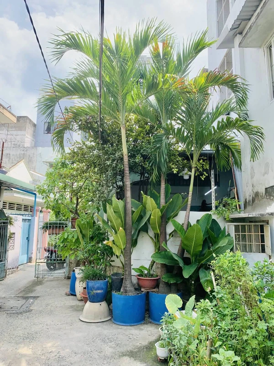 Bán nhà 54m² 2 tầng 2 PN Hoàng Hoa Thám Bình Thạnh - Ảnh thu nhỏ 2