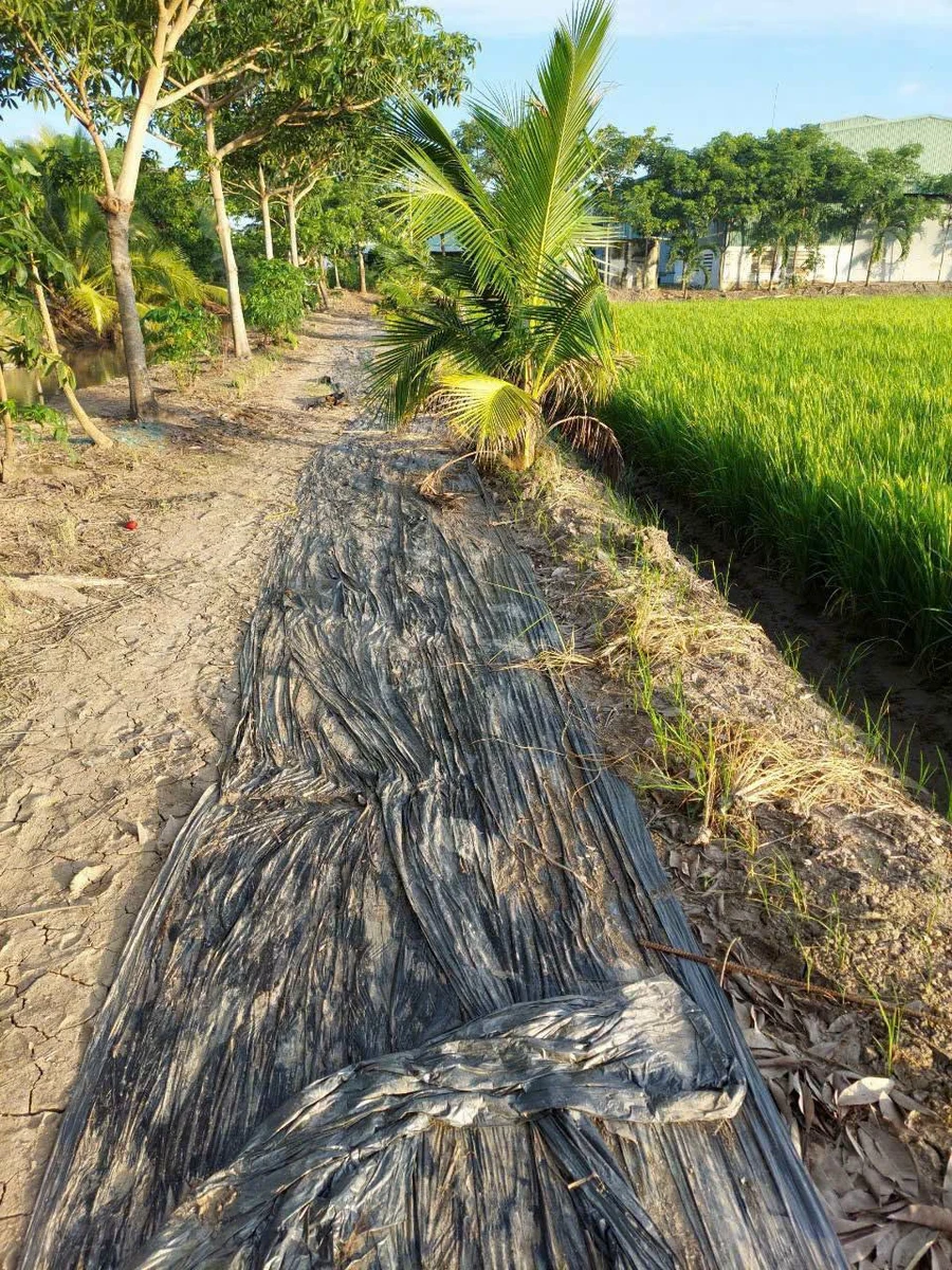 Bán 18 công đất lúa Kênh 5 Hóc Môn, 18.432m2, sổ riêng - Ảnh thu nhỏ 4