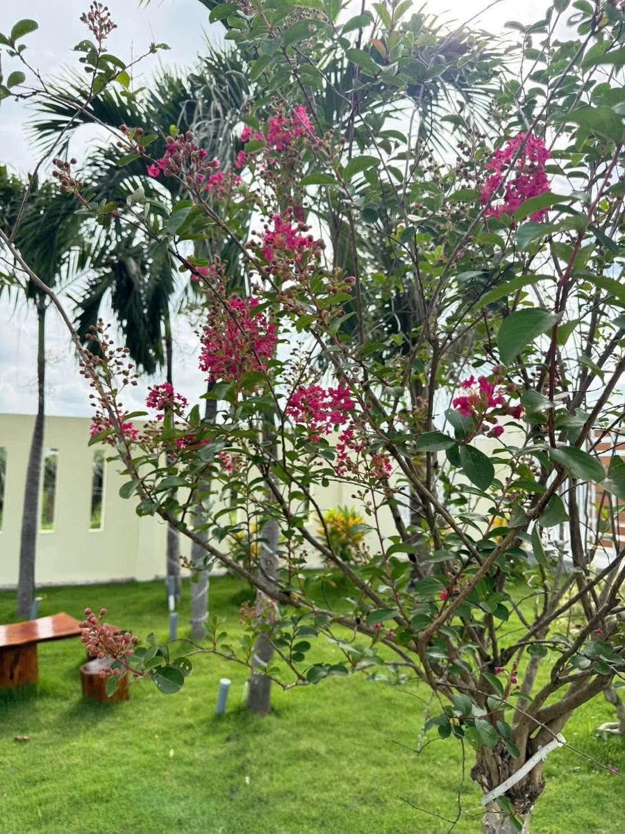 Nhà vườn 1 phòng ngủ 1.600m² Hàm Chính 1 tỷ 790 - Ảnh thu nhỏ 2