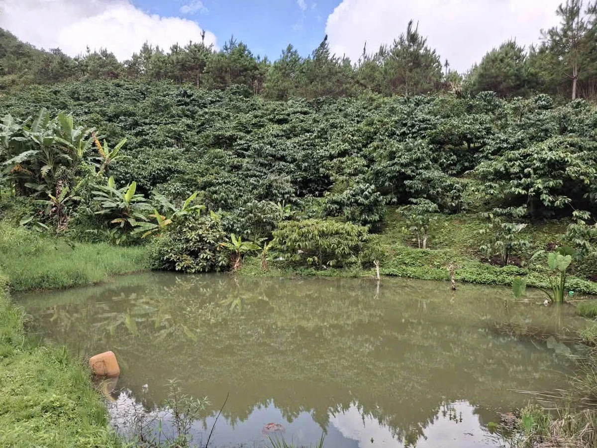 Bán 1,6ha đất trồng cà phê tại Di Linh, Lâm Đồng, giá 2,5 tỷ - Ảnh thu nhỏ 3