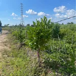 Bán đất vườn 500m² Bình Đức, Bến Lức, Long An 525 triệu - Ảnh thu nhỏ 5