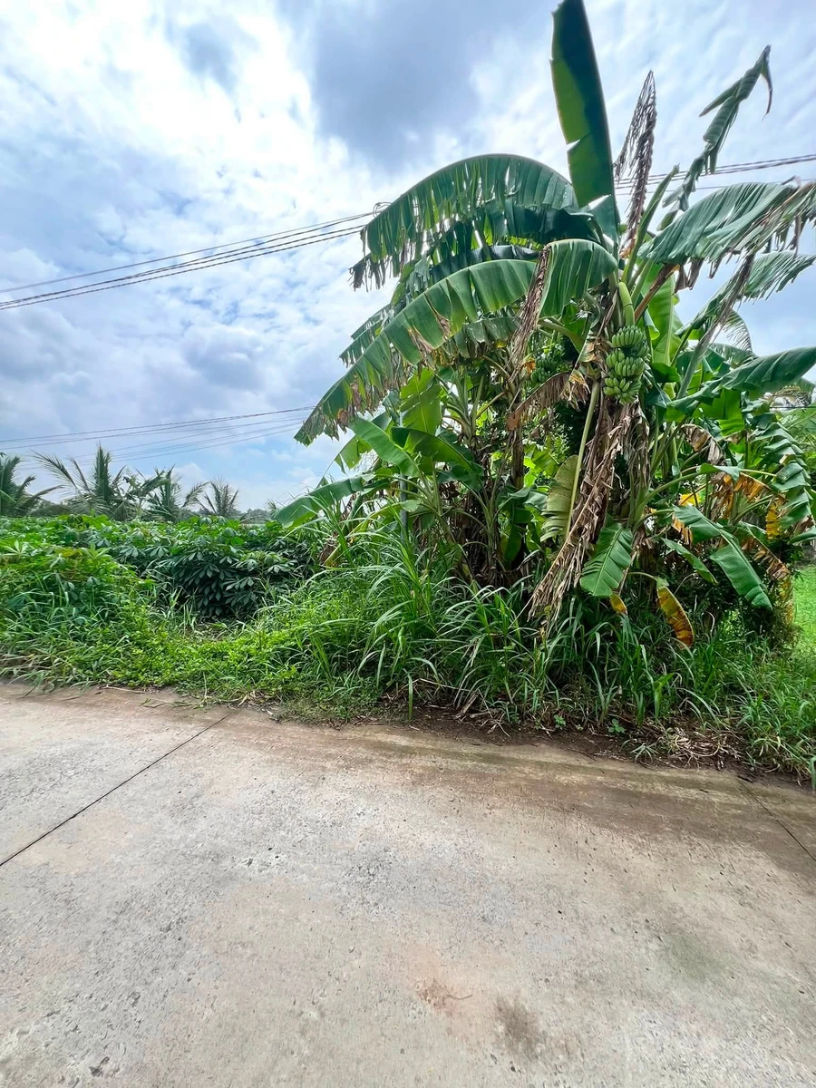 Bán đất nông thôn 4800m² tại xã Tân Xuân, Ba Tri, Bến Tre - Ảnh thu nhỏ 2