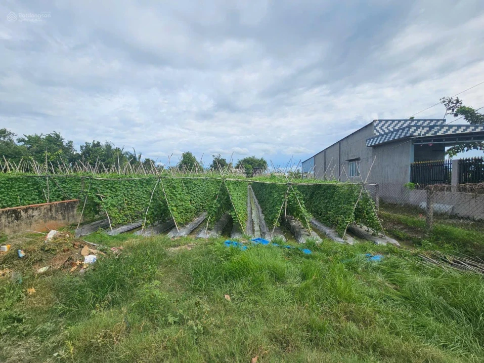 Giảm mạnh đất 541m2 thổ cư Tân Mỹ, Đức Hòa, Long An (nay là Hậu Nghĩa, T Tây Ninh) | ngang 12m - Ảnh 1