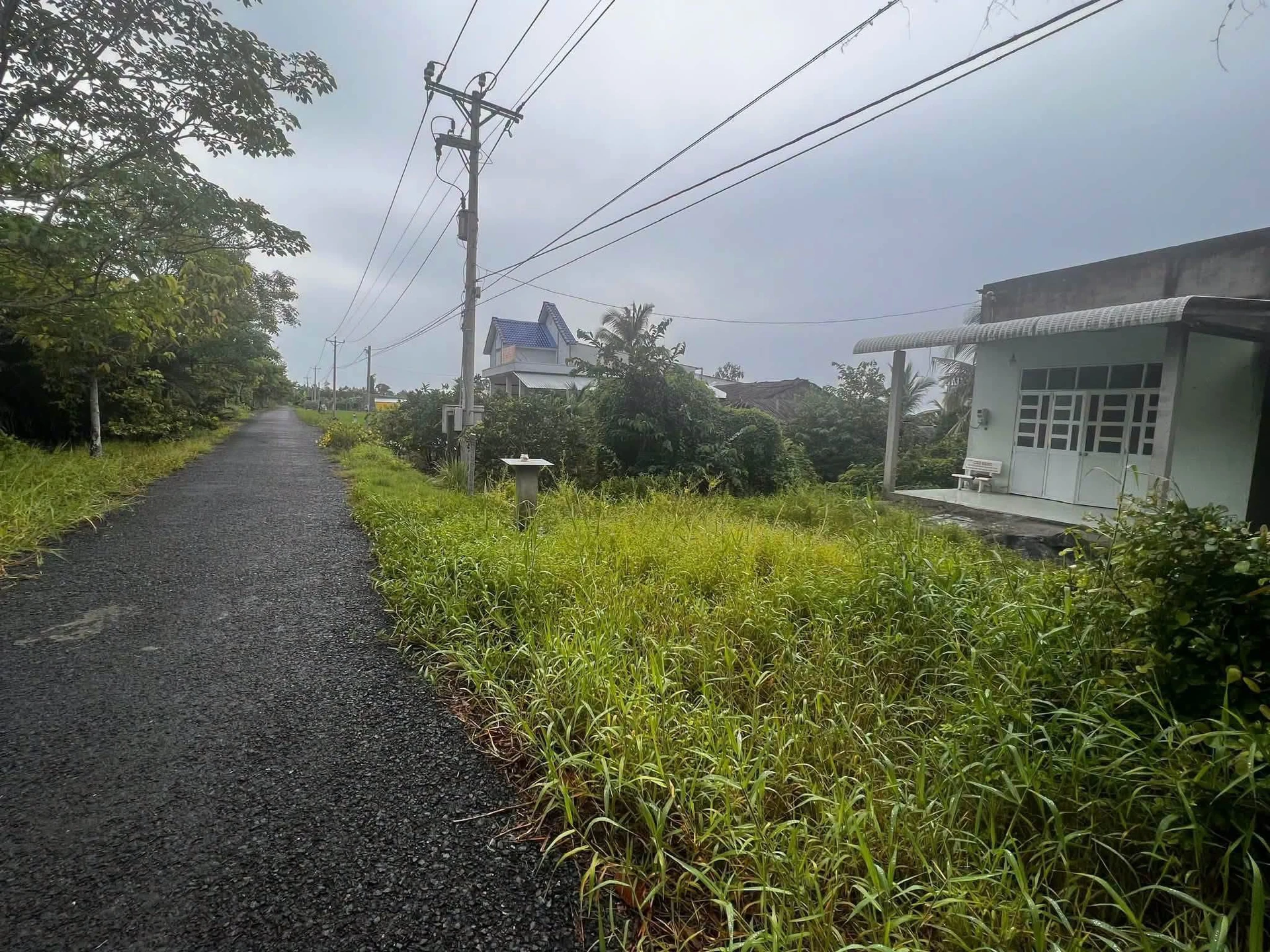 Bán đất 1000m² mặt tiền lộ nhựa Xã Mỹ Tú 310 triệu - Ảnh 1