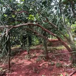 Bán đất vườn 4.200m² Suối Tre, Long Khánh, Đồng Nai - Ảnh thu nhỏ 4