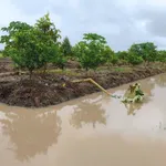 Bán 28.800 m² đất trồng sầu riêng Thái Cần Thơ - Ảnh thu nhỏ 4