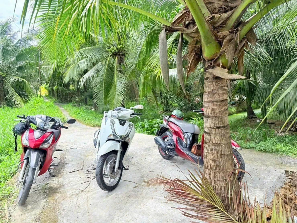 Bán đất vườn dừa Phú Khương 345m2 - Ảnh thu nhỏ 2