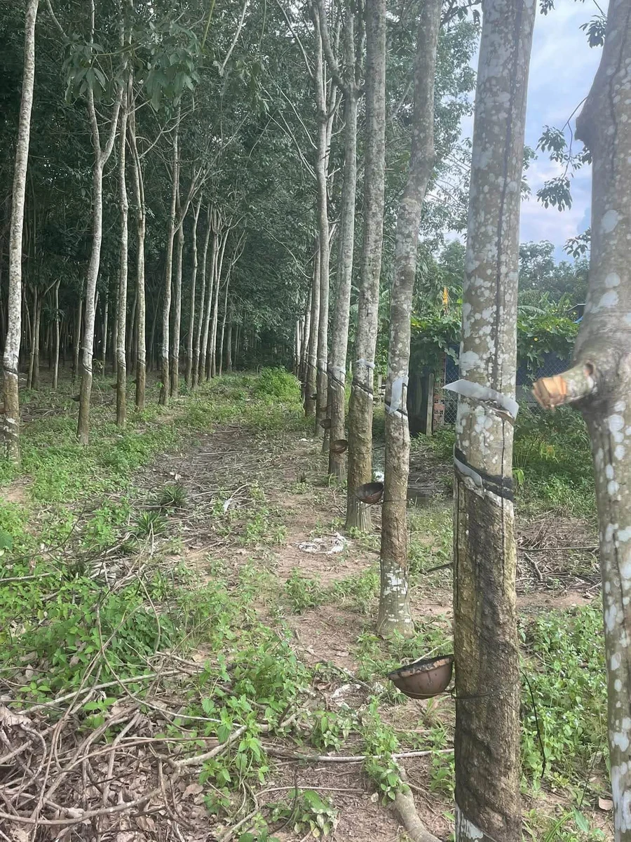 Bán đất 9000m² mặt tiền 20m Long Tân Cần Giờ - Ảnh 1