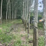 Bán đất 9000m² mặt tiền 20m Long Tân Cần Giờ - Ảnh thu nhỏ 1